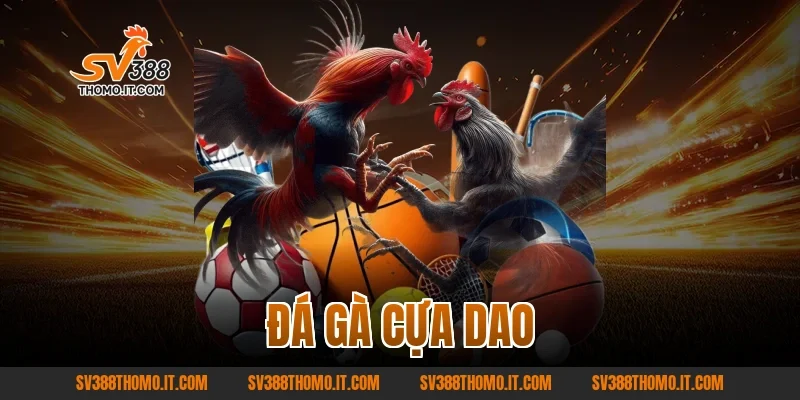 đá gà cựa dao